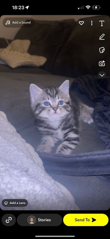 Persian kittens for sale in Nottingham, Nottinghamshire – 3 months old - Image 2 of 3