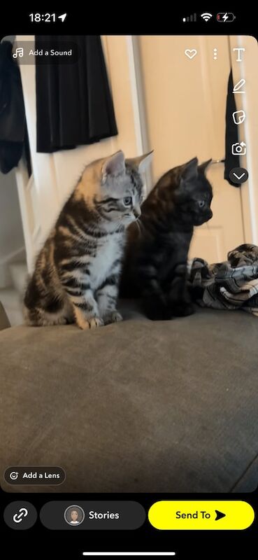 Persian kittens for sale in Nottingham, Nottinghamshire – 3 months old - Image 3 of 3