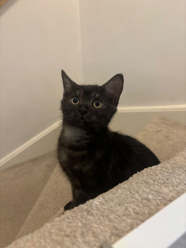 Persian kittens for sale in Nottingham, Nottinghamshire – 3 months old - Image 2 of 3