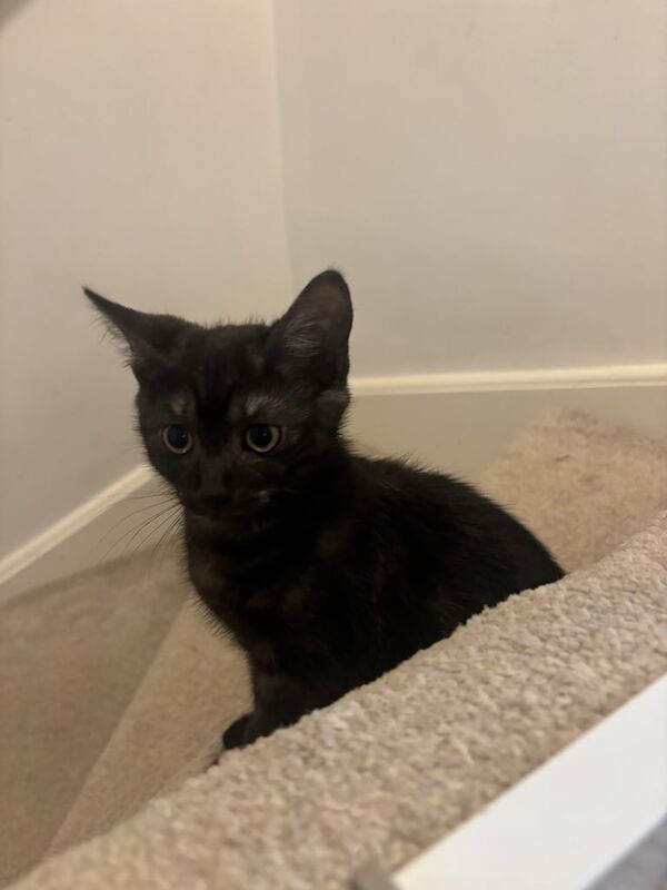 Persian kittens for sale in Nottingham, Nottinghamshire – 3 months old - Image 3 of 3