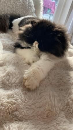 3 years old Persian cats, for sale in Bridgwater, Somerset
