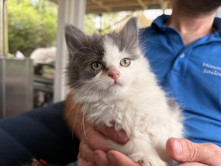 Persian kittens for sale in East Dunbartonshire – 9 weeks old