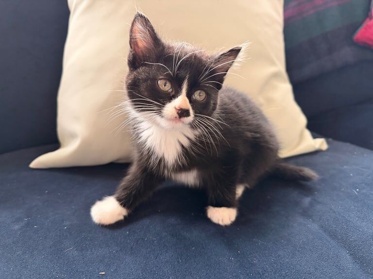 Persian kittens for sale in East Dunbartonshire – 9 weeks old - Image 2 of 3
