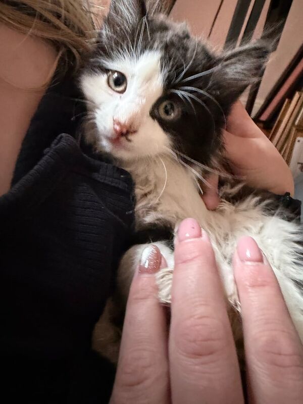 Persian kittens for sale in East Dunbartonshire – 9 weeks old - Image 3 of 3