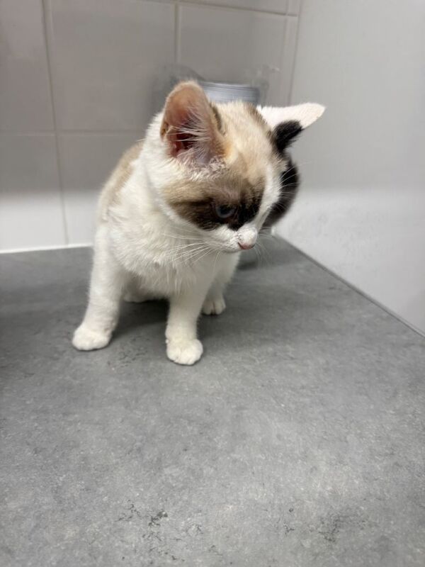 Persian kittens for sale in Southampton, Hampshire – 4 months old