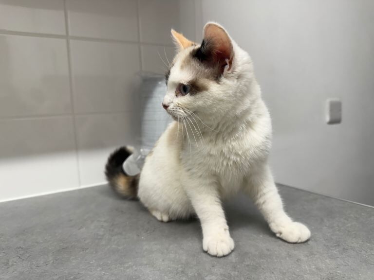 Persian kittens for sale in Southampton, Hampshire – 4 months old - Image 2 of 5