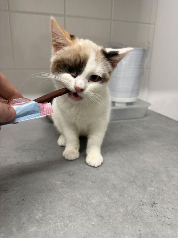 Persian kittens for sale in Southampton, Hampshire – 4 months old - Image 3 of 5