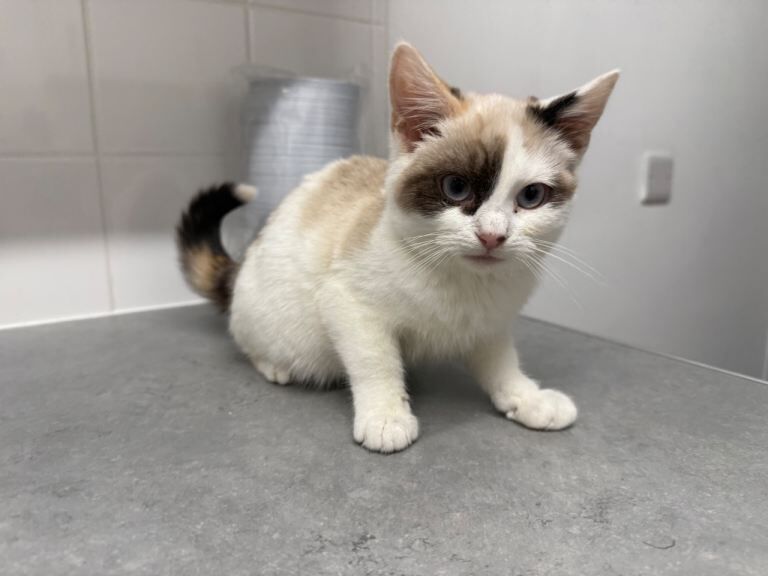 Persian kittens for sale in Southampton, Hampshire – 4 months old - Image 4 of 5