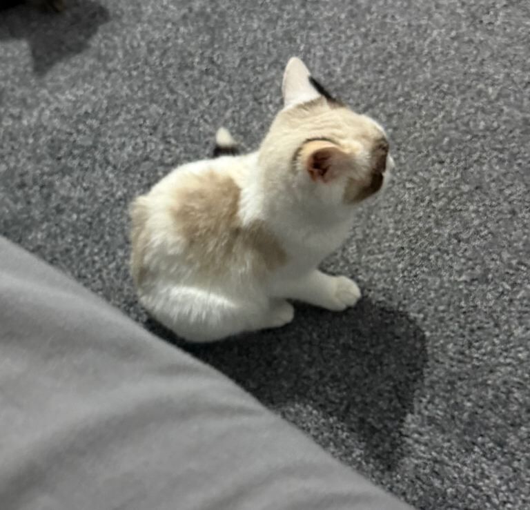 Persian kittens for sale in Southampton, Hampshire – 4 months old - Image 5 of 5