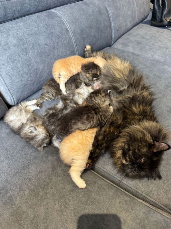 Persian Kittens For Sale