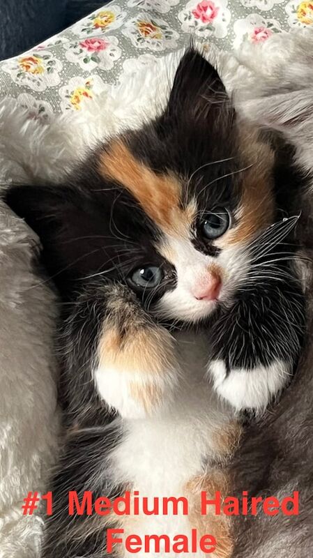 Persian kittens for sale in Earley, Berkshire – 5 weeks old