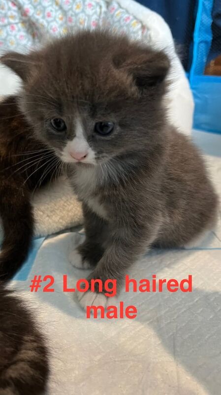 Persian kittens for sale in Earley, Berkshire – 5 weeks old - Image 2 of 3
