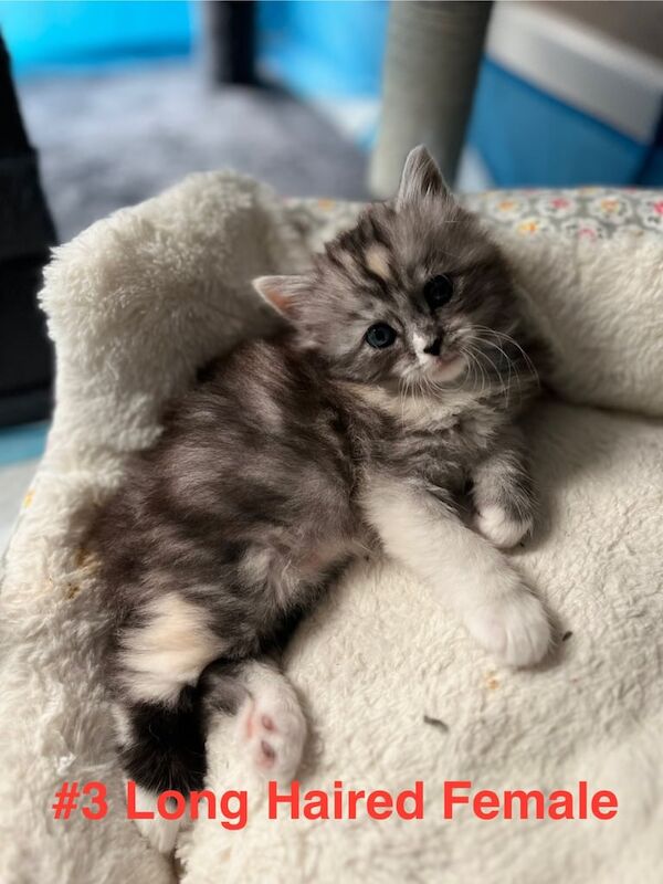 Persian kittens for sale in Earley, Berkshire – 5 weeks old - Image 3 of 3