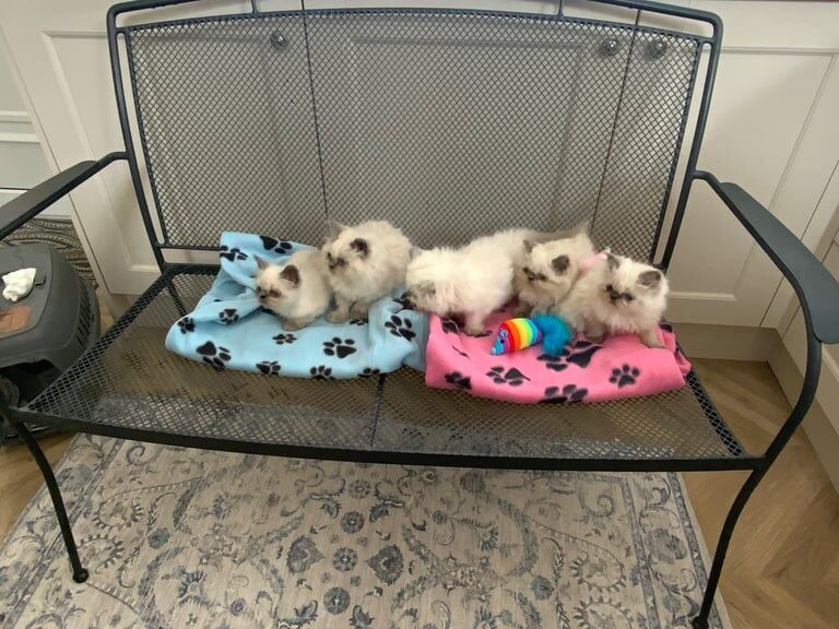 Persian kittens for sale in Halstead, Essex – 8 weeks old