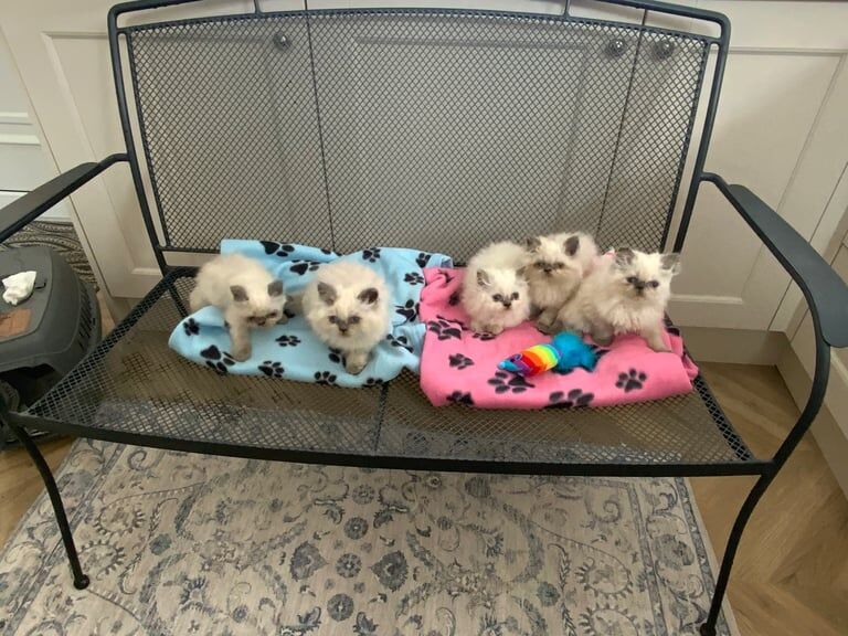 Persian kittens for sale in Halstead, Essex – 8 weeks old - Image 2 of 3