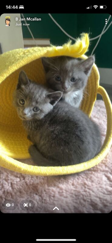 7 week old kittens for sale in Melrose, Roxburgh, Ettrick and Lauderdale - Image 2