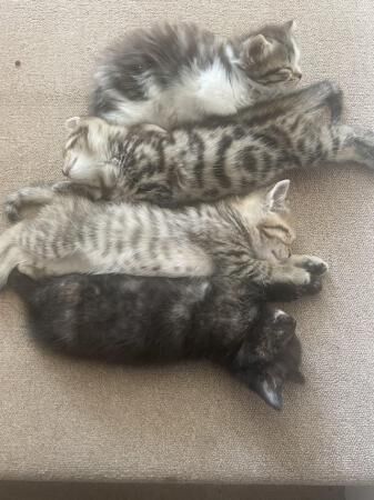 8 week old kittens ready from 11th April for sale in Shepton Mallet, Somerset
