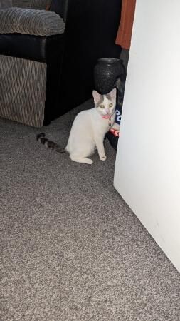 9 month old cats Luna and Belle for sale in Maryport, Cumbria