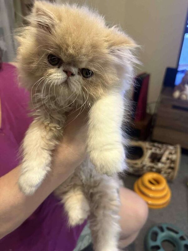 A beautiful cream and white male persian kitten for sale in Port Talbot, West Glamorgan