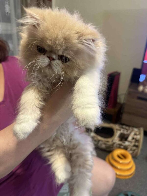 A beautiful cream and white male persian kitten for sale in Port Talbot, West Glamorgan | Image 2