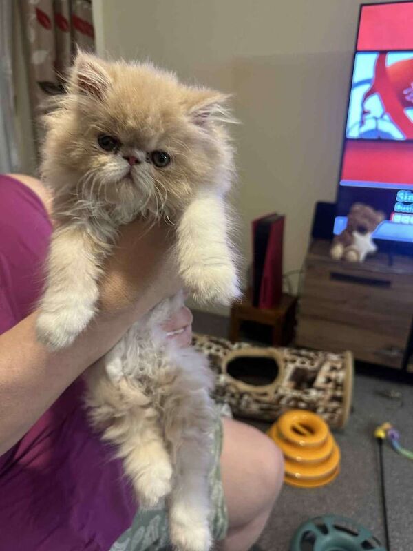 A beautiful cream and white male persian kitten for sale in Port Talbot, West Glamorgan | Image 3