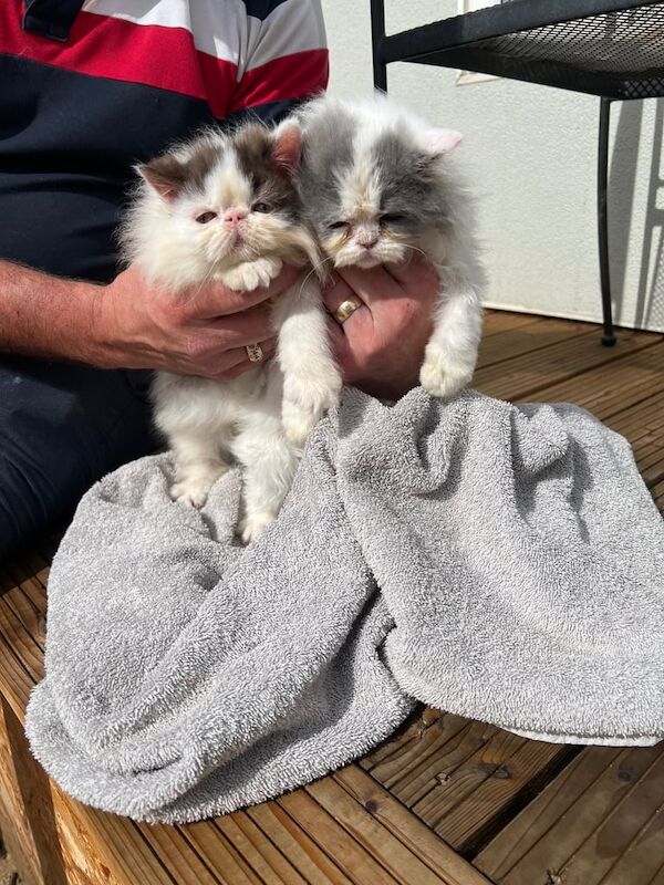 Persian kittens for sale in Sible Hedingham, Essex – 10 weeks old
