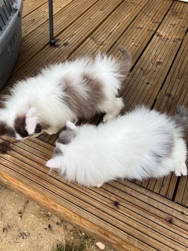 Persian kittens for sale in Sible Hedingham, Essex – 10 weeks old - Image 2 of 3