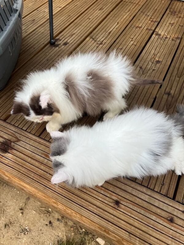 Persian kittens for sale in Sible Hedingham, Essex – 10 weeks old - Image 3 of 3