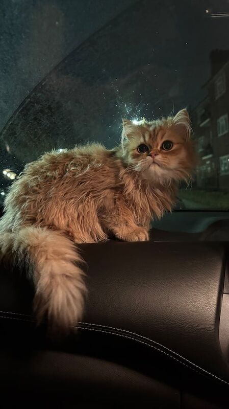 Persian kittens for sale in Greenwich, Greater London β 1 year old