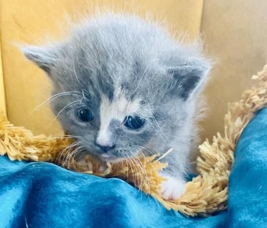 Adorable Dollface Persian X Kittens for sale in Plymouth, Devon