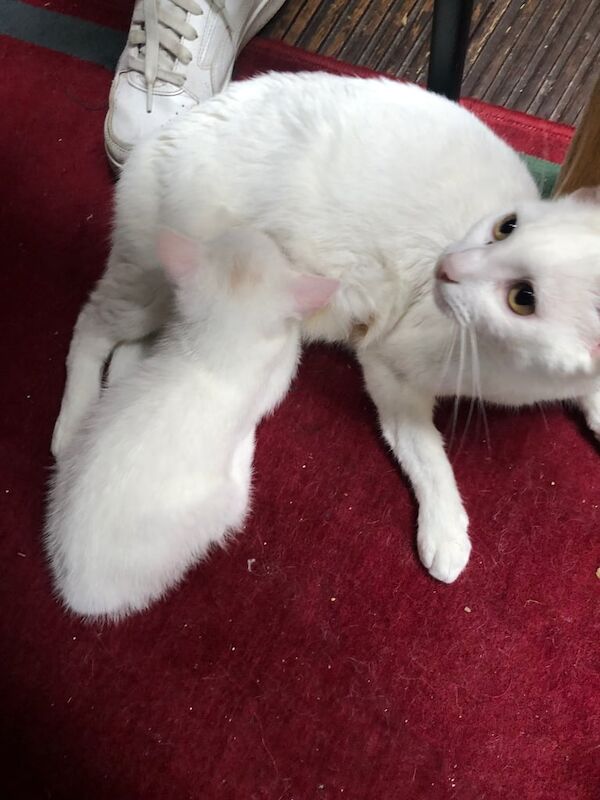 Persian kittens for sale in Enfield, Greater London – 9 weeks old