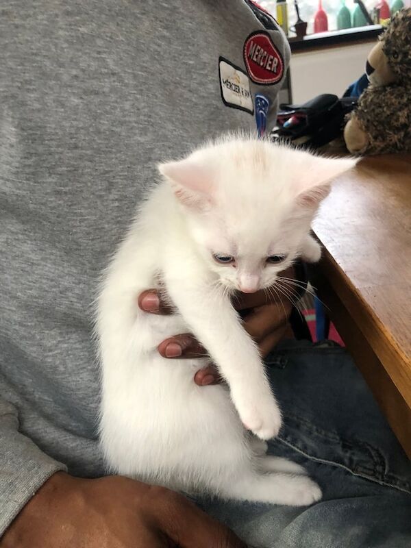Persian kittens for sale in Enfield, Greater London – 9 weeks old - Image 2 of 3