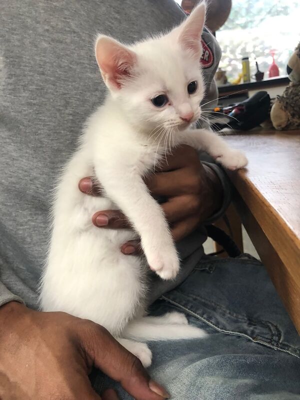 Persian kittens for sale in Enfield, Greater London – 9 weeks old - Image 3 of 3