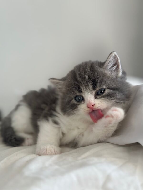 Adorable Grey/White Persian x Short Hair Kittens – 8 Weeks Old – Ready Now! for sale in Luton, Bedfordshire
