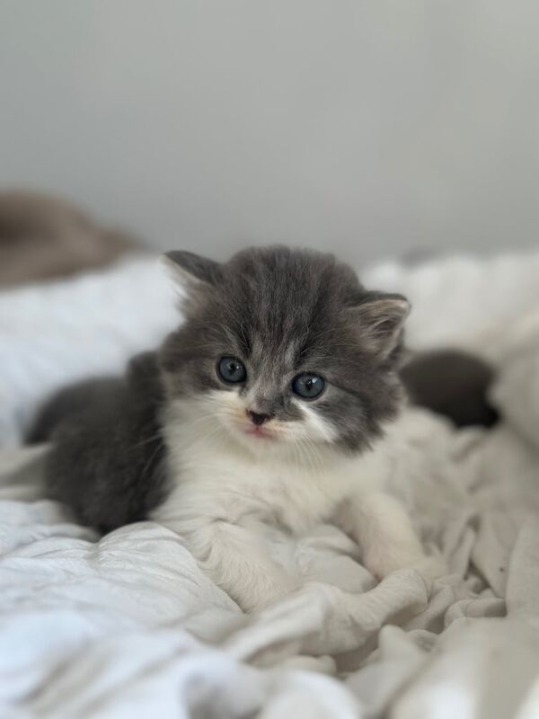 Adorable Grey/White Persian x Short Hair Kittens – 8 Weeks Old – Ready Now! for sale in Luton, Bedfordshire - Image 2