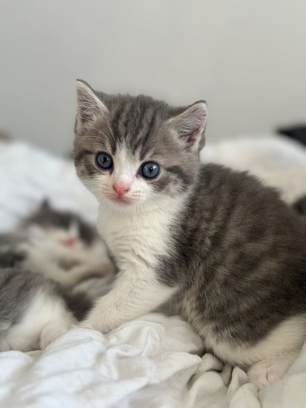 Adorable Grey/White Persian x Short Hair Kittens – 8 Weeks Old – Ready Now! for sale in Luton, Bedfordshire - Image 3