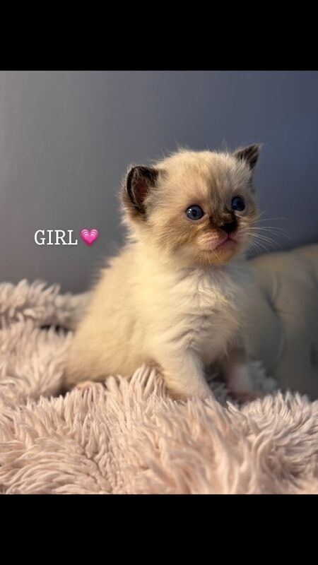 Persian kittens for sale in Sheffield, South Yorkshire – 4 weeks old