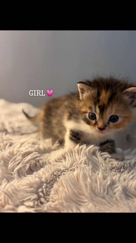 Persian kittens for sale in Sheffield, South Yorkshire – 4 weeks old - Image 3 of 3