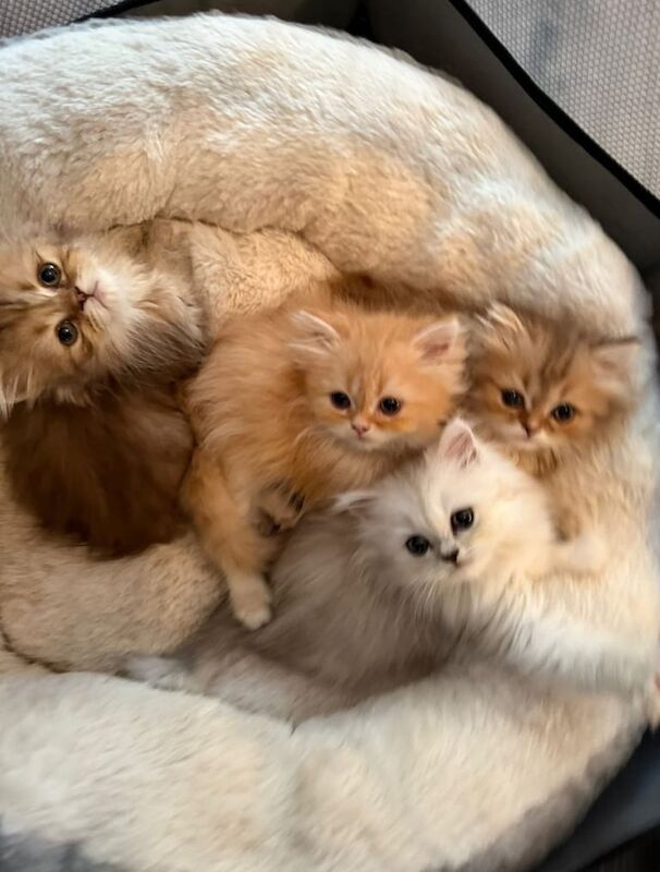 Persian kittens for sale in Greenwich, Greater London – 10 weeks old