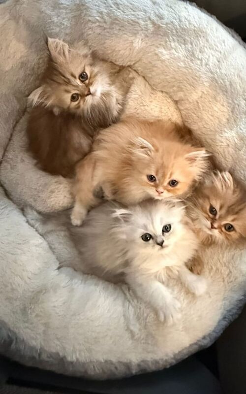Persian kittens for sale in Greenwich, Greater London – 10 weeks old - Image 2 of 3