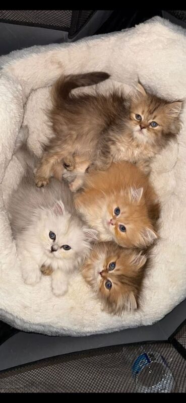 Persian kittens for sale in Greenwich, Greater London – 10 weeks old - Image 3 of 3