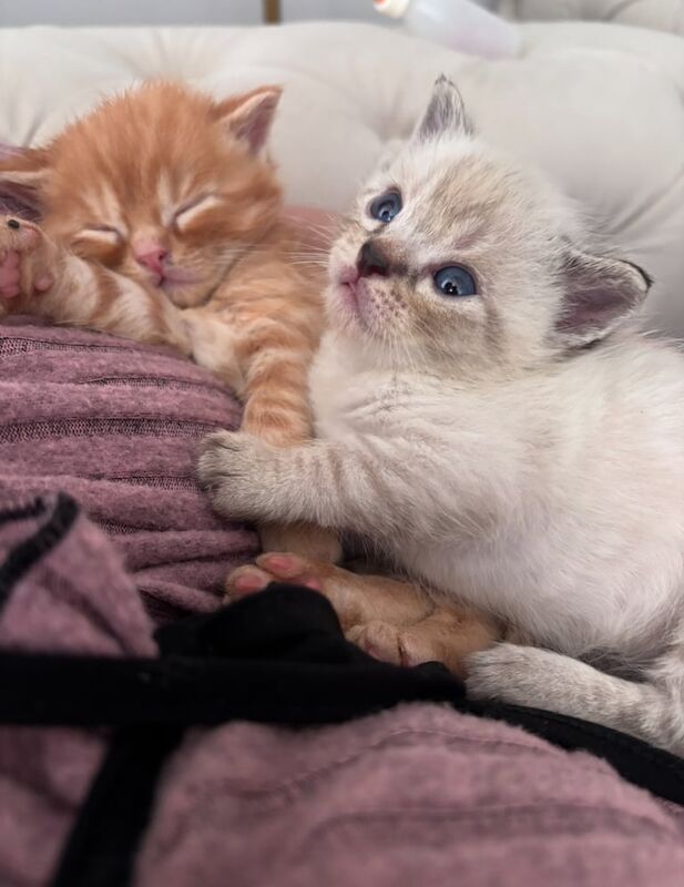 Persian kittens for sale in Sheffield, South Yorkshire – 6 weeks old