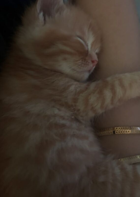 Persian kittens for sale in Sheffield, South Yorkshire – 6 weeks old - Image 2 of 3