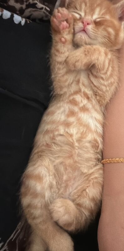 Persian kittens for sale in Sheffield, South Yorkshire – 6 weeks old - Image 3 of 3