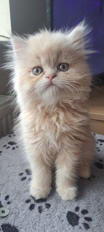 Persian Kittens For Sale