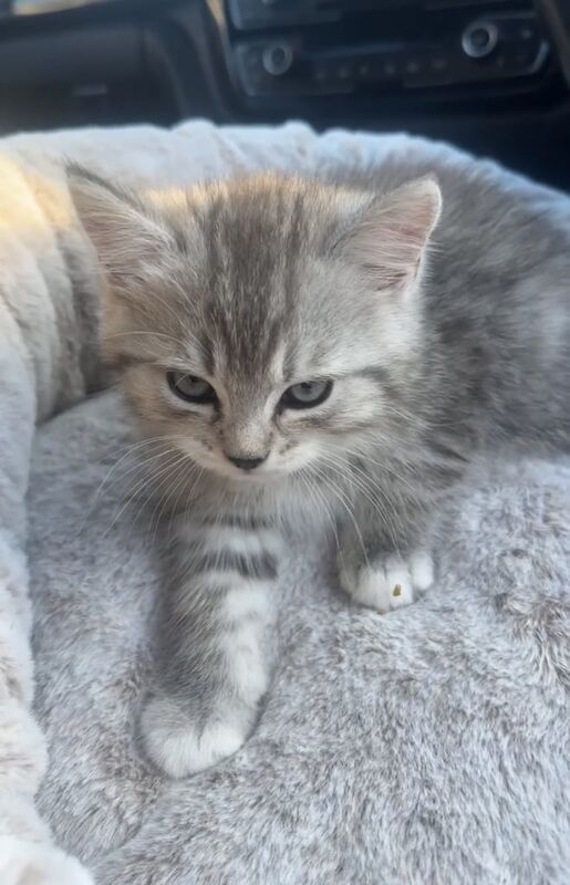 Persian kittens for sale in Hayes, Greater London – 8 weeks old