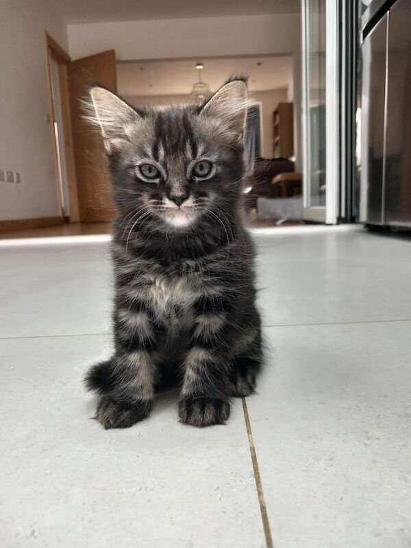 Persian kittens for sale in Willesden, Greater London – 9 weeks old