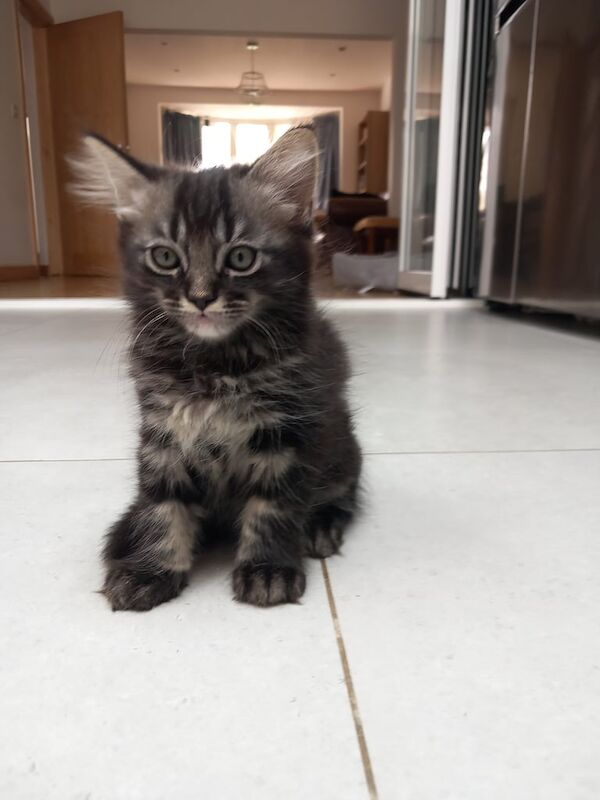 Persian kittens for sale in Willesden, Greater London – 9 weeks old - Image 3 of 3