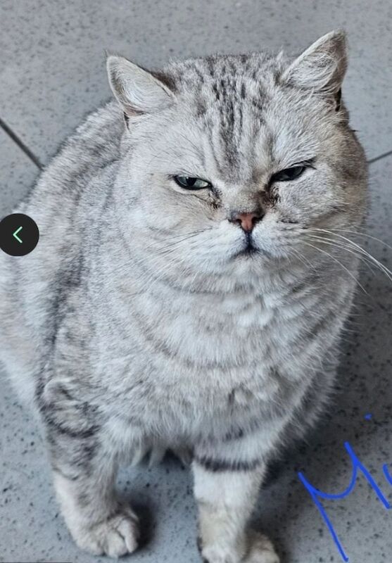 Persian kittens for sale in Ipswich, Suffolk – 8 years old