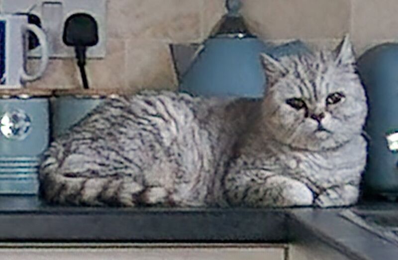 Persian kittens for sale in Ipswich, Suffolk – 8 years old - Image 2 of 4